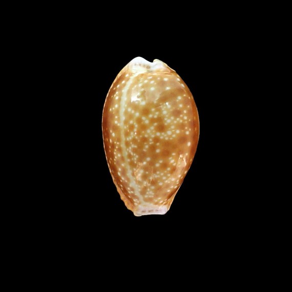 helvola 32,0mm BIG SA