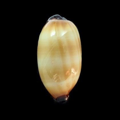 talpa 84,0mm MAURITIUS