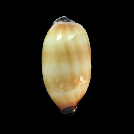 talpa 84,0mm MAURITIUS