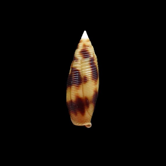 edentula 26,3mm