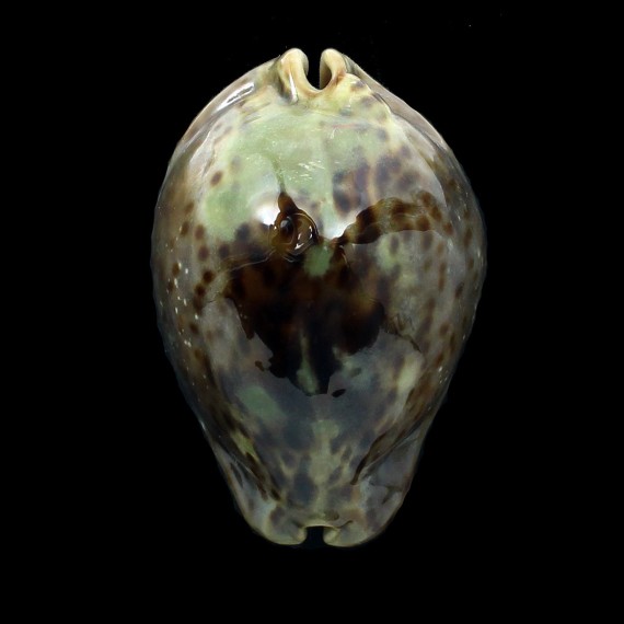 stercoraria 74,0mm SUPERB