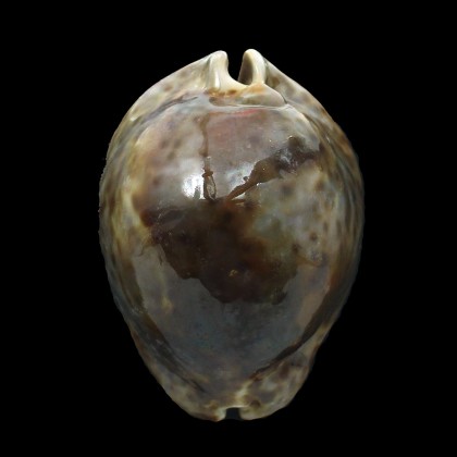 stercoraria 90,0mm BIG