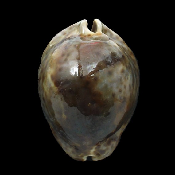 stercoraria 90,0mm BIG
