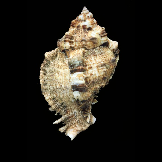 pomum 114,0mm BIG
