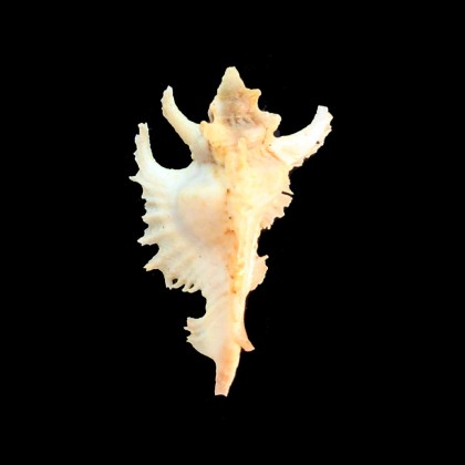 gambiensis 44,0mm