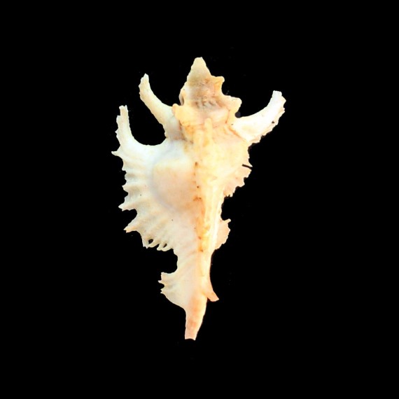 gambiensis 44,0mm