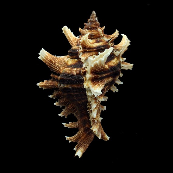 brevifrons 98,0mm SUPERB