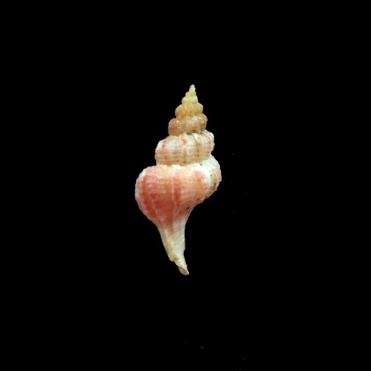 orbignyi 21,0mm RARE