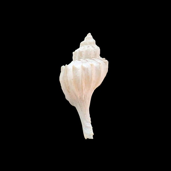 xestra 32,0mm RARITY