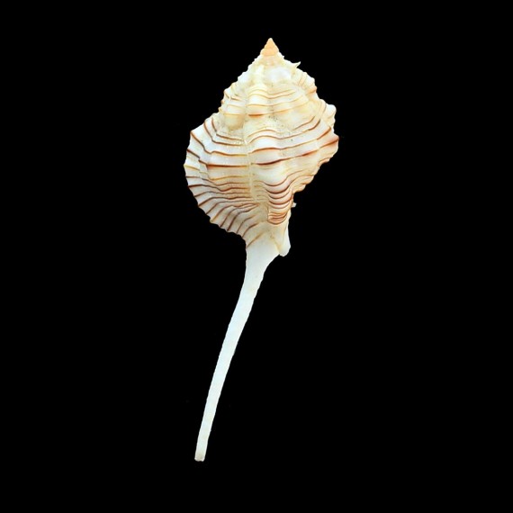 perelegans 73,0mm BIG