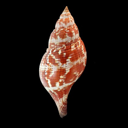 tulipa 159,0mm