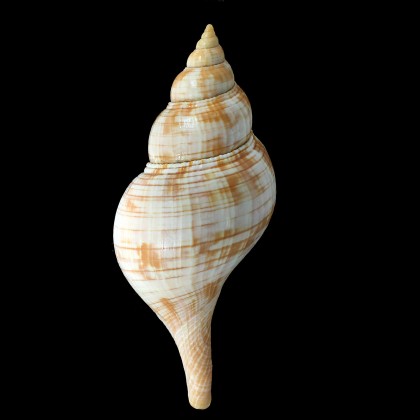 guyanensis 143,5mm RARE