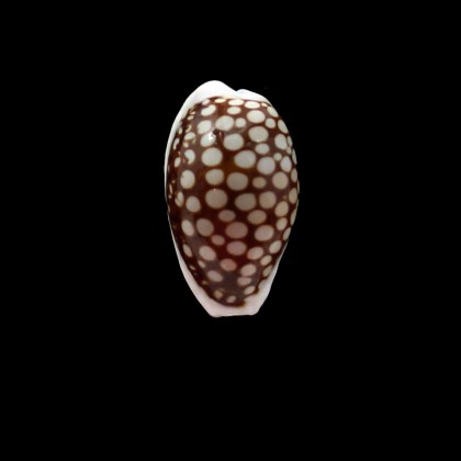comma stepausensis 26,8mm