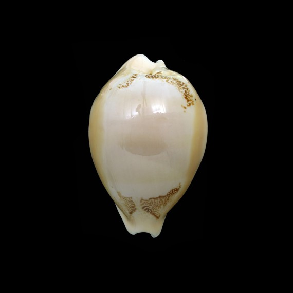 sakurai 44,3mm