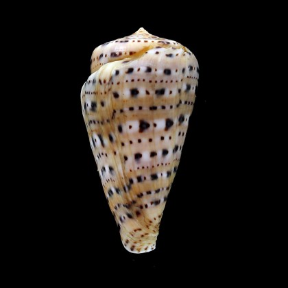 genuanus 74,0mm FREAK