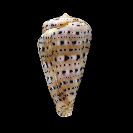 genuanus 74,0mm FREAK