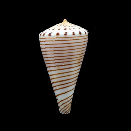hirasei 52,5mm SUPERB