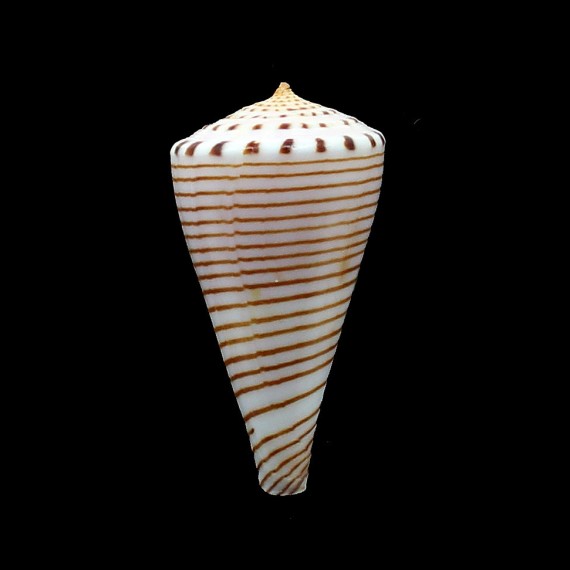 hirasei 52,5mm SUPERB