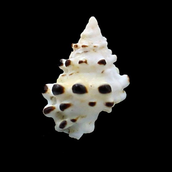 verrucosa 28,3mm RARITY