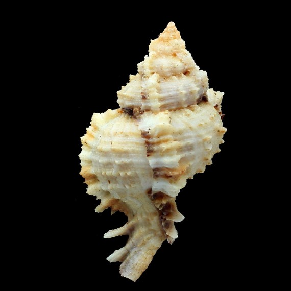 guyanensis 83,1mm RARE