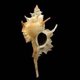 beauii 136,0mm MONSTER SIZE