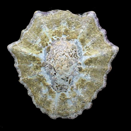 granatina 87,0mm BIG