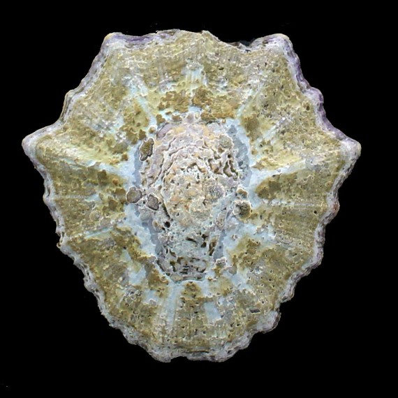 granatina 87,0mm BIG