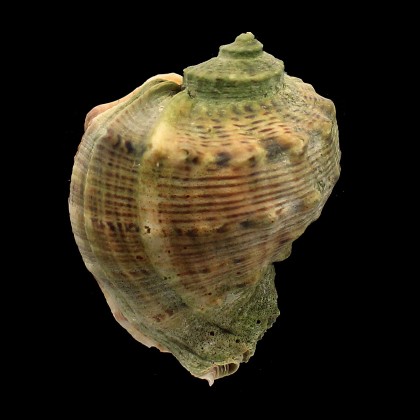 venosa 106,0mm