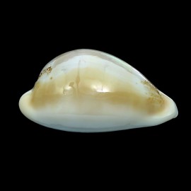 sakurai 44,3mm
