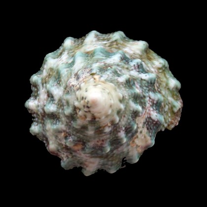 lineatus 27,0mm
