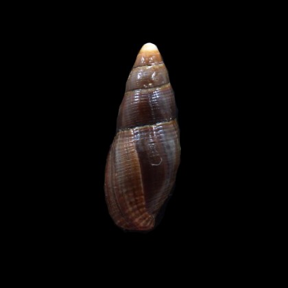 orientalis 28,3mm RARE