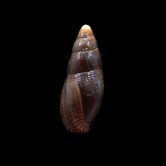 orientalis 28,3mm RARE