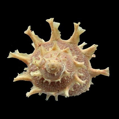 girgyllus 68,0mm