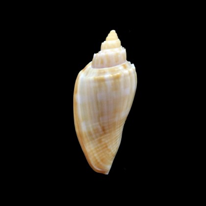 semirugata viljoenae 32,0mm RARE