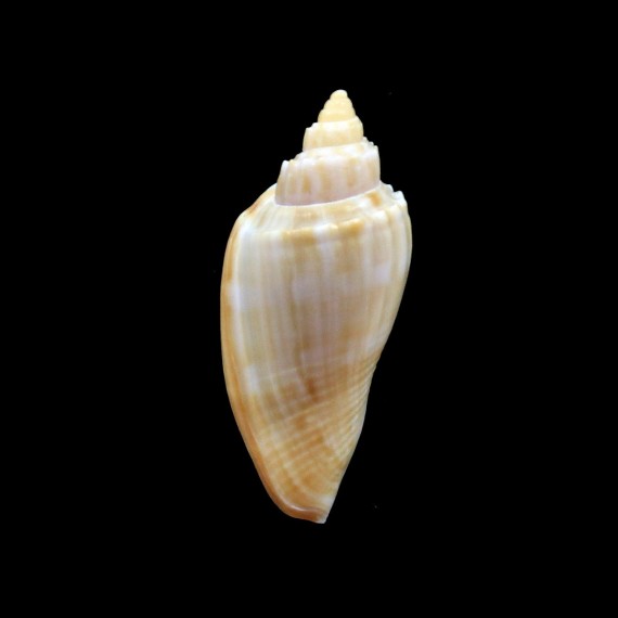 semirugata viljoenae 32,0mm RARE