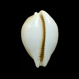 sakurai 44,3mm