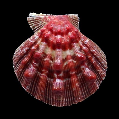 nodosus 65,0mm SUPERB