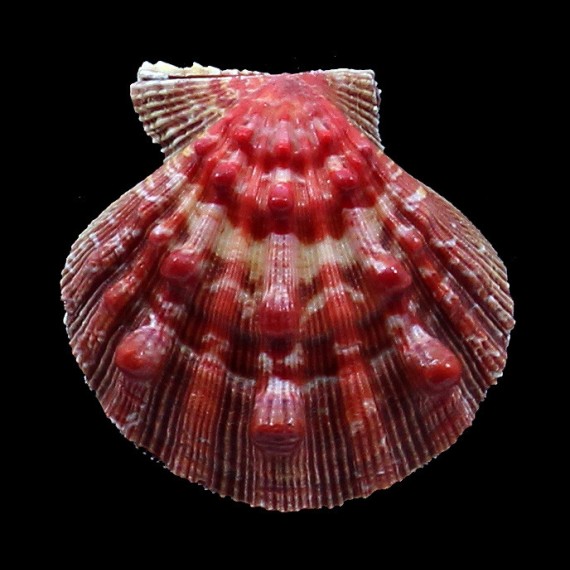 nodosus 65,0mm SUPERB