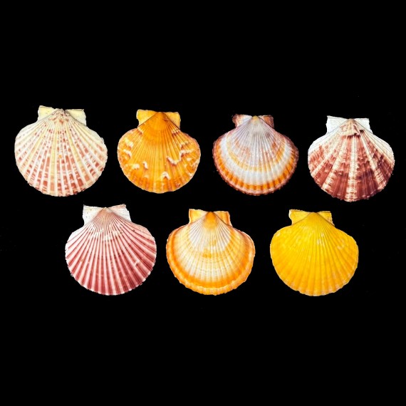 opercularis LOT 7