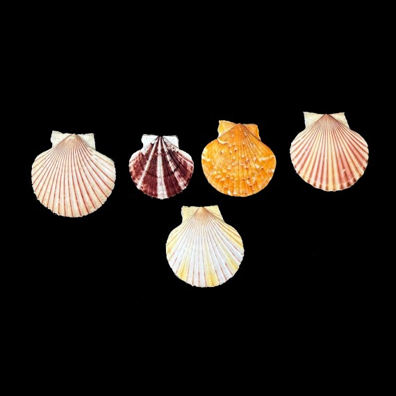 opercularis LOT 5