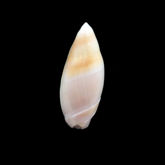 montrouzieri 35,0mm BIG
