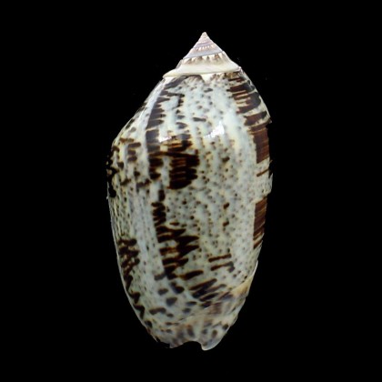 incrassata 80,0mm SPLENDID