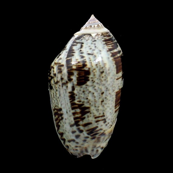 incrassata 80,0mm SPLENDID
