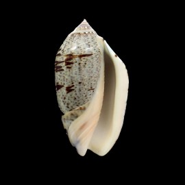incrassata 80,0mm SPLENDID