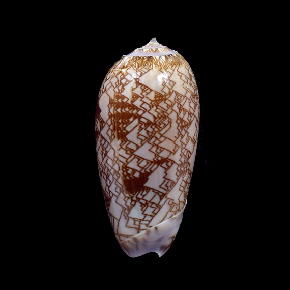 porphyria 68,0mm SUPERB