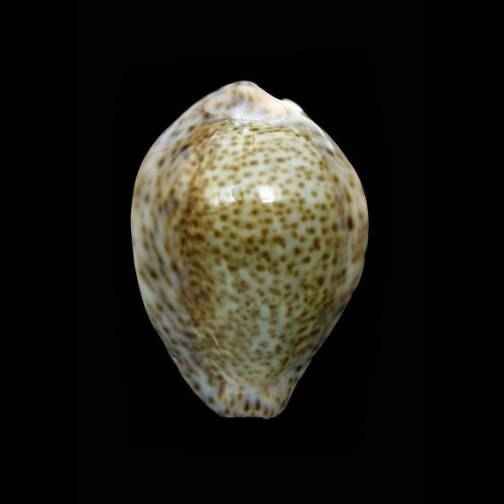 turdus winkworthi 47,0mm