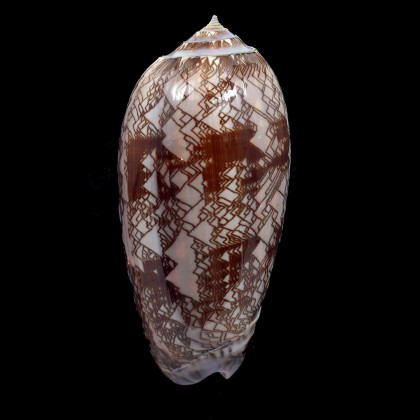 porphyria 104,0mm