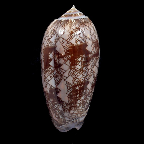 porphyria 104,0mm