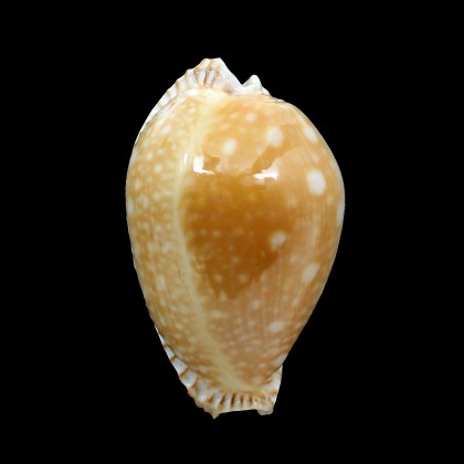 guttata azumai 55,0m