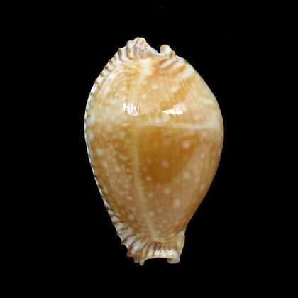 guttata azumai 55,0mm